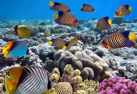essay on fish|Essay on Fish – 10 Lines, Short & Long Essay for .